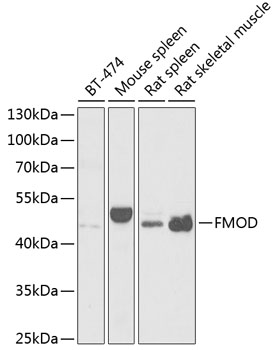 a05030 fmod primary antiboties wb testing 1