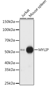 Western blot analysis of extracts of various cell lines, using MYLIP antibody  at 1:1000 dilution