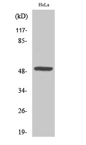 a05031 mylip primary antibodies wb testing 2