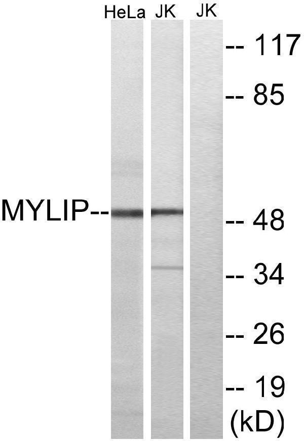a05031 mylip primary antibodies wb testing 3