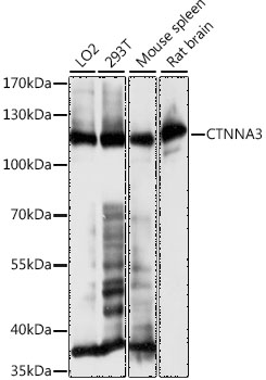 Western blot analysis of extracts of various cell lines, using CTNNA3 antibody  at 1:1000 dilution