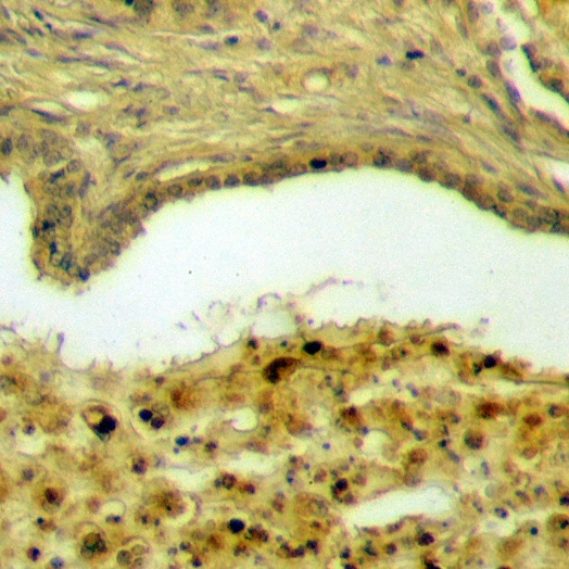 a05040 1 usp28 primary antiboties ihc testing 2