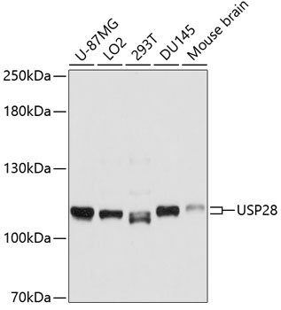 Western blot analysis of extracts of various cell lines, using USP28 antibody