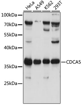 Western blot analysis of extracts of various cell lines, using CDCA5 antibody  at 1:1000 dilution