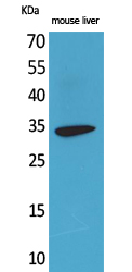 Western blotting validation for Anti-Hepassocin FGL1 Antibody A05044-1
Western Blot (WB) analysis of Mouse Liver cells using Hepassocin polyclonal antibody