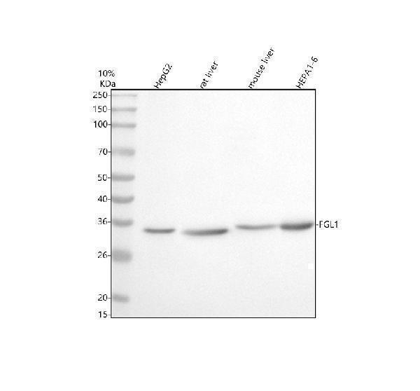  Western blot analysis of FGL1 using anti-FGL1 antibody (A05044-2)