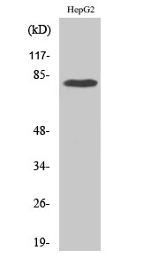 Western Blot (WB) analysis of HepG2 cells using Adducin gamma Polyclonal antibody
