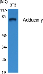 Western Blot (WB) analysis of specific cells using Adducin gamma Polyclonal antibody
