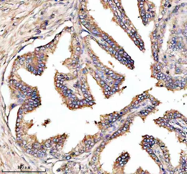  IHC analysis of NOXO1 using anti-NOXO1 antibody (A05047-2)