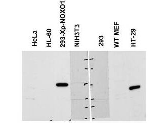 a05047 noxo1 primary antibodies wb testing 3