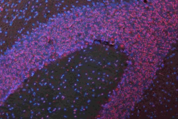 a05052 1 msi1 primary antibodies if testing 25