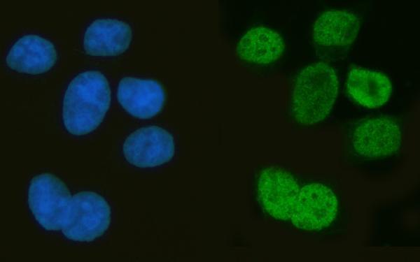 a05052 1 msi1 primary antibodies if testing 7