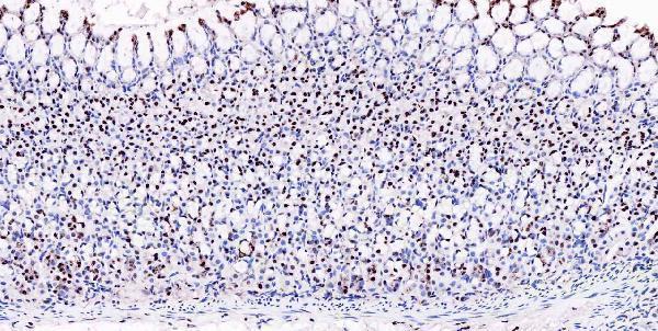a05052 1 msi1 primary antibodies ihc testing 10