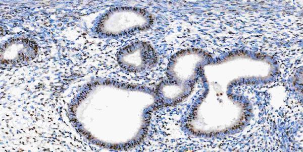 a05052 1 msi1 primary antibodies ihc testing 12
