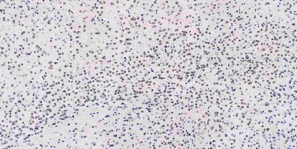 a05052 1 msi1 primary antibodies ihc testing 13