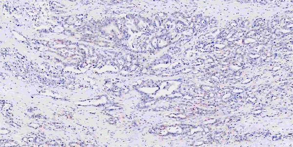 a05052 1 msi1 primary antibodies ihc testing 16