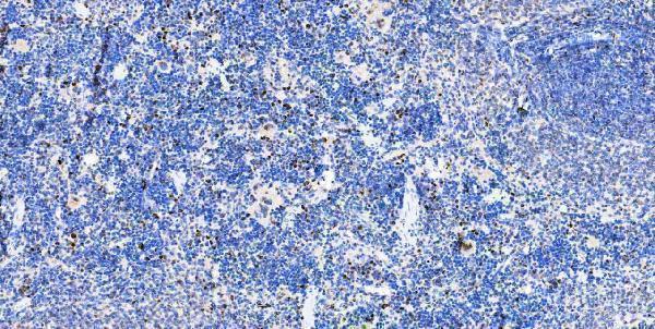 a05052 1 msi1 primary antibodies ihc testing 18