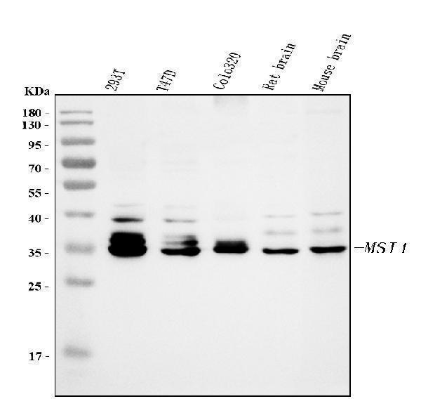 a05052 1 msi1 primary antibodies wb testing 1