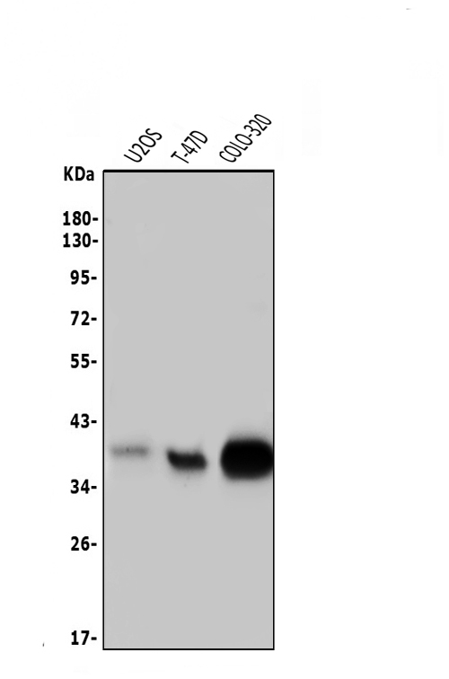 a05052 2 msi1 primary antibodies wb testing 1