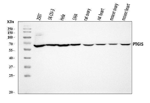 a05053 2 ptgis primary antibodies wb testing 1
