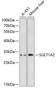 a05054 sult1a2 primary antiboties wb testing 1