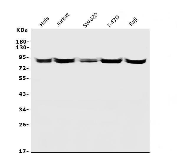 a05056 1 hmmr primary antibodies wb testing 1_1