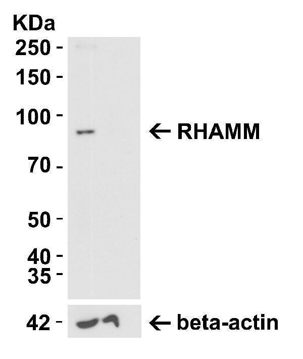 RHAMM KO Validation in HeLa CellsLoading: 10 μg of lysate 
Antibodies: XRHAMM A05056, 1 μg/mL and beta-actin 3779-1301, 1μg/mL, 1 h incubation at RT in 5% NFDM/TBST