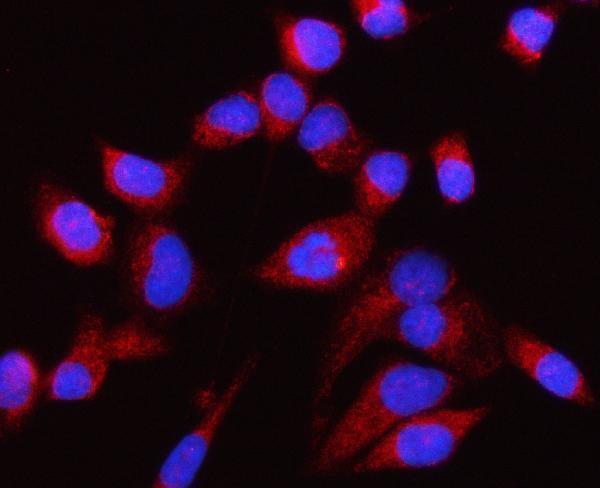 a05058 1 cp110 primary antibodies if testing 5