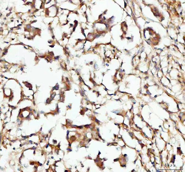 a05058 1 cp110 primary antibodies ihc testing 2