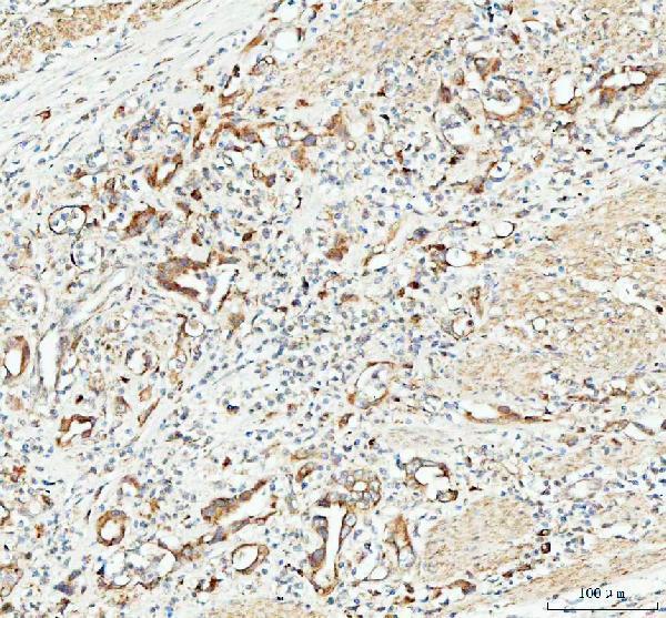 a05058 1 cp110 primary antibodies ihc testing 3