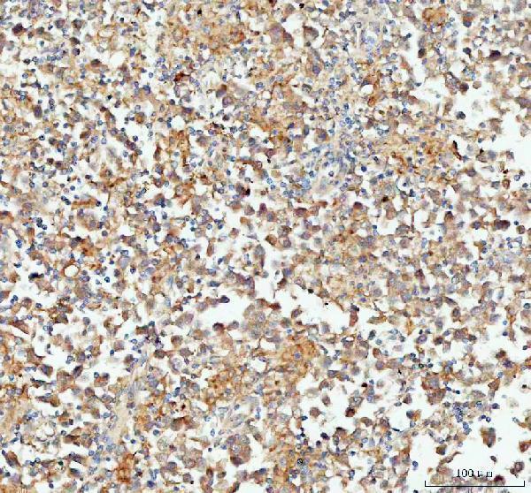 a05058 1 cp110 primary antibodies ihc testing 4