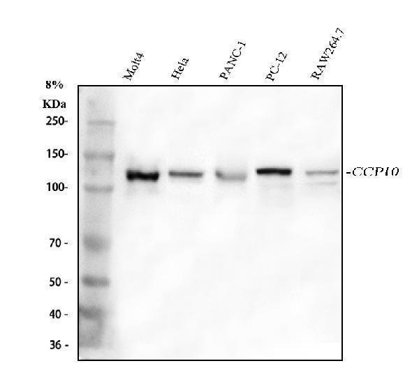 a05058 1 cp110 primary antibodies wb testing 1