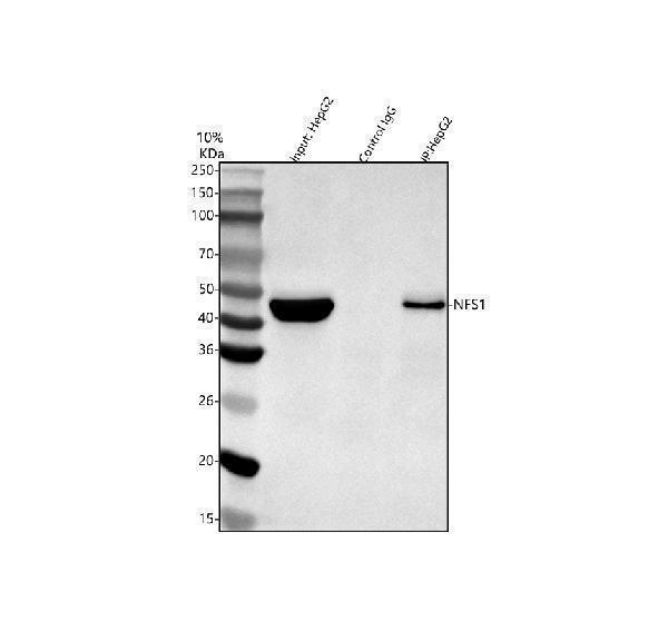 a05061 1 nfs1 primary antibodies ip testing 3