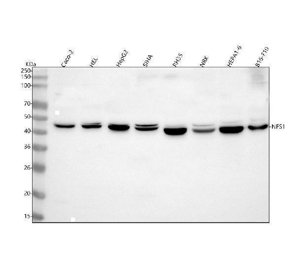 a05061 1 nfs1 primary antibodies wb testing 1