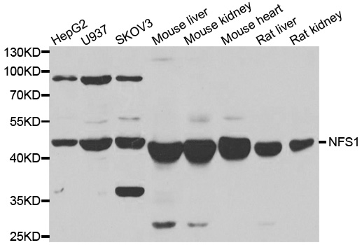 a05061 nfs1 primary antiboties wb testing 1