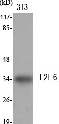 a05062 1 e2f6 primary antibodyes wb testing 1