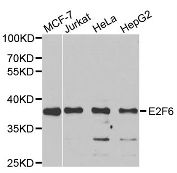 a05062 e2f6 primary antiboties wb testing 1