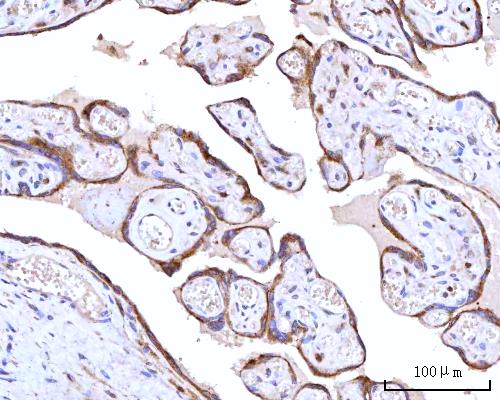 a05063 2 rpn1 primary antibodies ihc testing 4