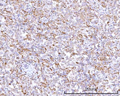a05063 2 rpn1 primary antibodies ihc testing 6