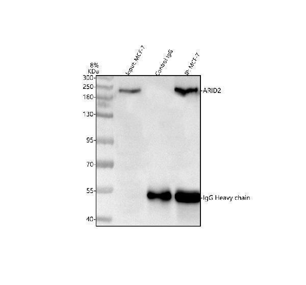 a05064 arid2 primary antibodies ip testing 2