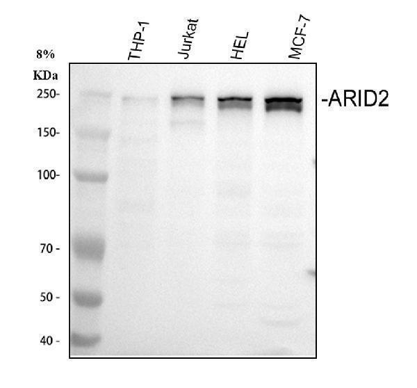 a05064 arid2 primary antibodies wb testing 1