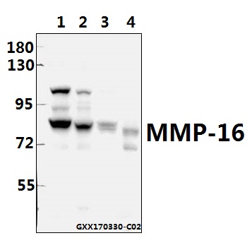 a05065t583 mmp16 primary antiboties wb testing 1