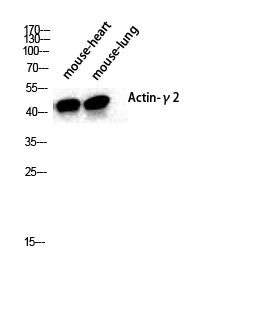 a05066 actg2 primary antibodies wb testing 2