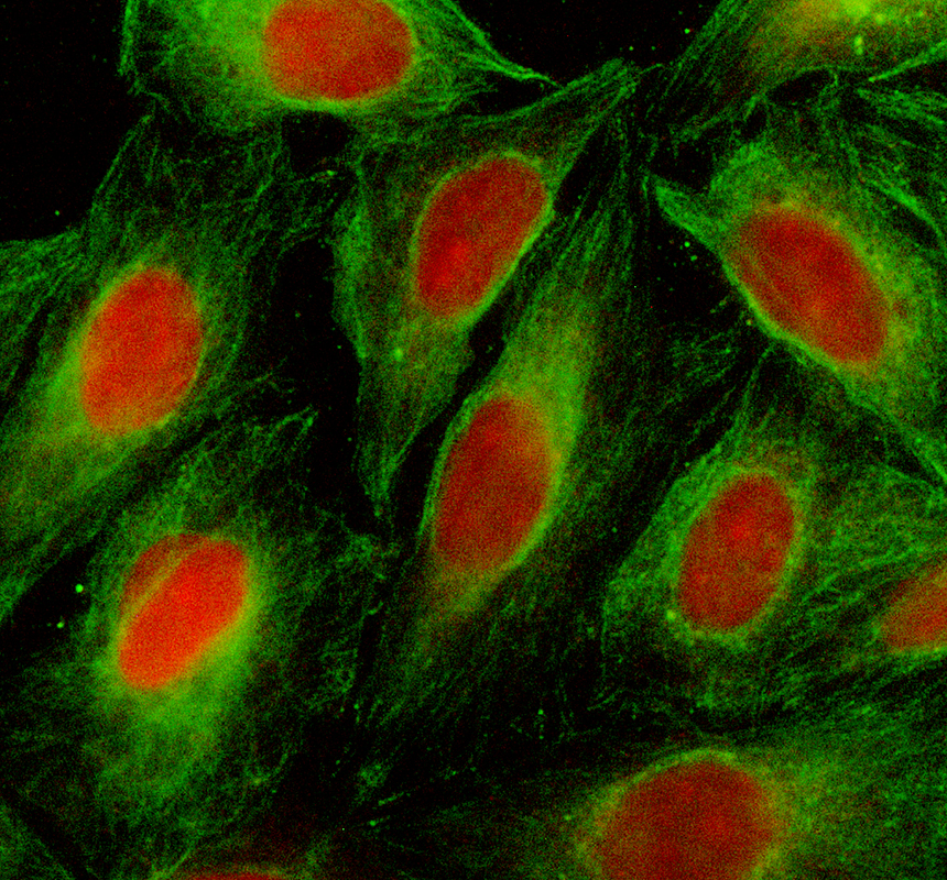 a05068 2 mapk8ip1 primary antibodies if testing 1