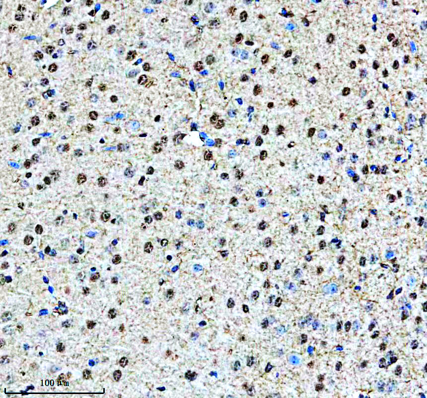 a05068 2 mapk8ip1 primary antibodies ihc testing 3