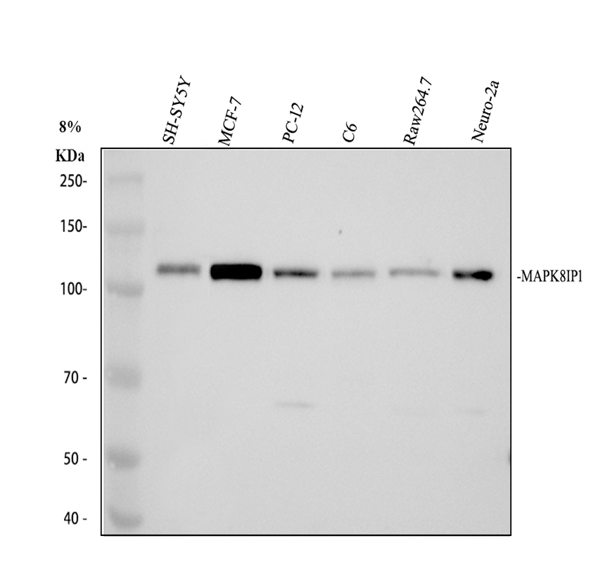a05068 2 mapk8ip1 primary antibodies wb testing 1