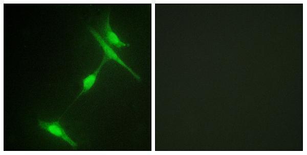 a05068 mapk8ip1 primary antibodies if testing 1