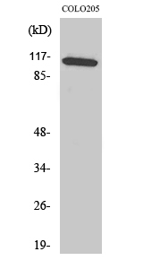 a05068 mapk8ip1 primary antibodies wb testing 2