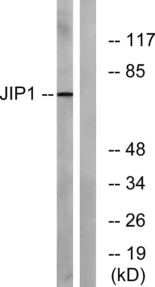 a05068 mapk8ip1 primary antibodies wb testing 3