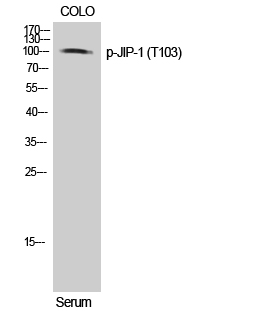 a05068t103 mapk8ip1 primary antibodyes wb testing 1